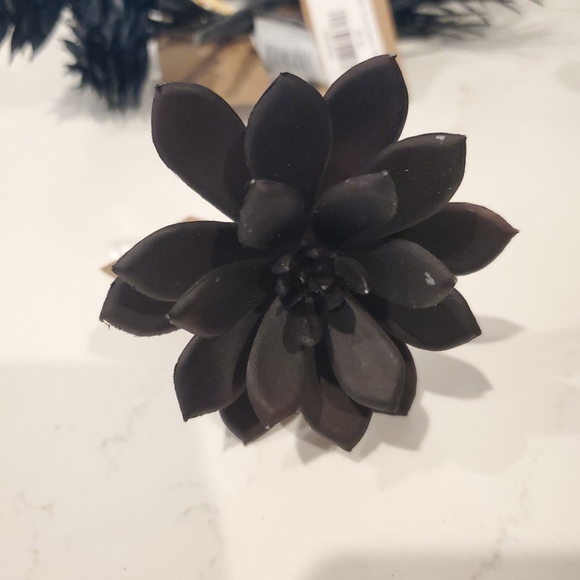 Set of 5 Black Suculants - Picture 5 of 6